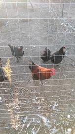Marans