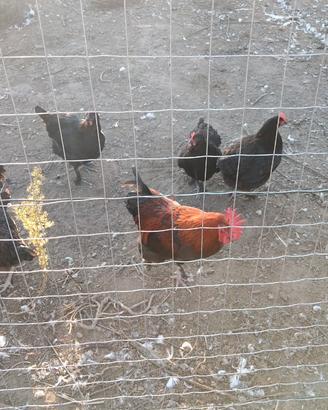 Marans