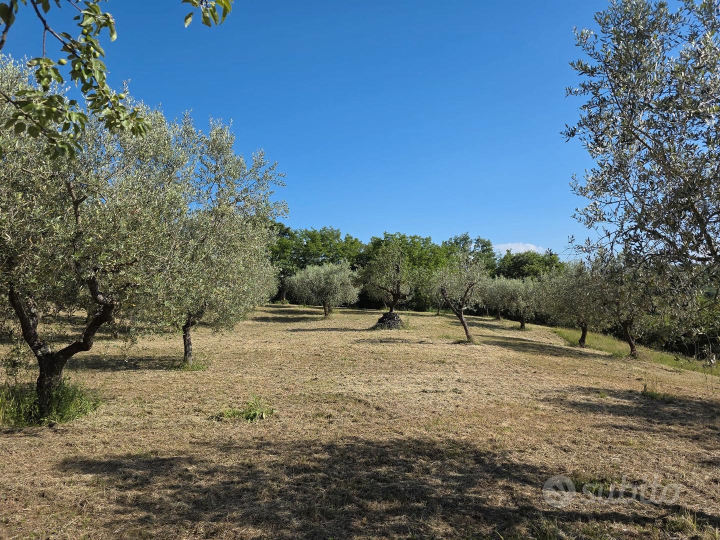 Terreno Agricolo con Uliveto -Comune Isernia - Vista 4