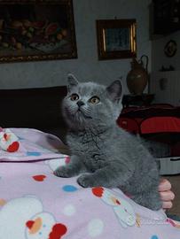 Cuccioli di gattini scottish straight e fold