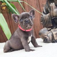 Baby Principessina Bulldog Francese Total Blu