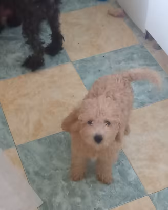 Animali