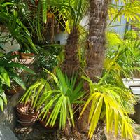 Palme da giardino
