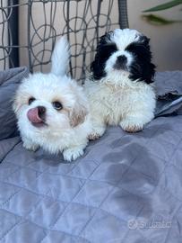 Cuccioli pechinese