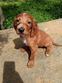 Cucciolo setter inglese pura razza