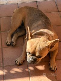 Bulldog francese