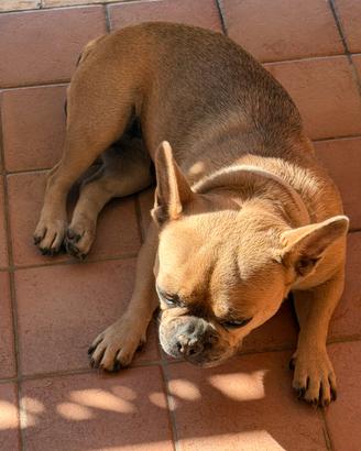 Bulldog francese