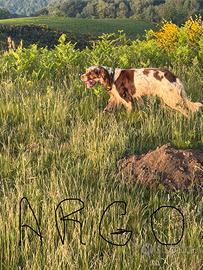 Setter inglese