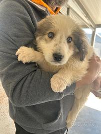 Cucciolo in adozione