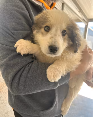 Cucciolo in adozione