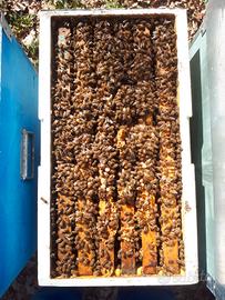 Sciami e famiglie d'api i. Omaggio