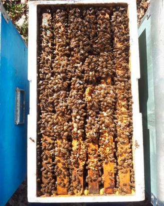 Sciami e famiglie d'api i. Omaggio