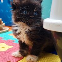 Cucciola Maine Coon con Pedigree
