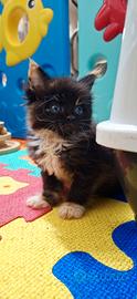 Cucciola Maine Coon con Pedigree