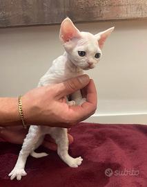 Cucciolo Devon Rex - maschio bianco disponibile