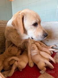 Labrador biondi