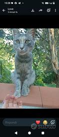 Gattini
