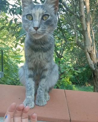 Gattini