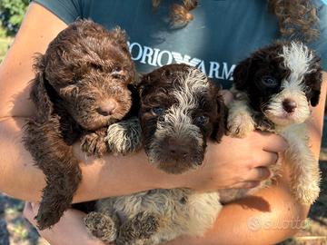 Lagotto romagnolo cuccioli