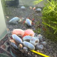 Planorbarius lumache per acquario