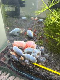 Planorbarius lumache per acquario