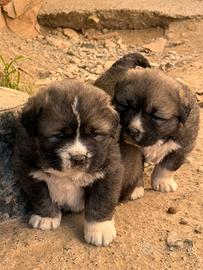 Cuccioli Pastore Del Caucaso