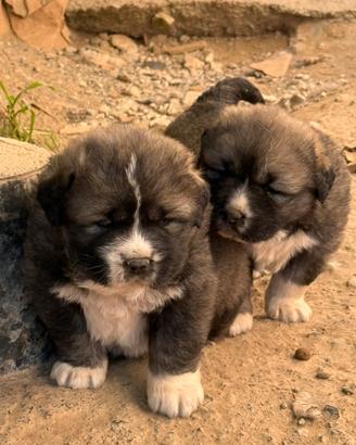 Cuccioli Pastore Del Caucaso