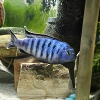 Pseudotropheus saulosi maschio 2 anni