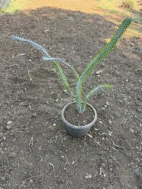 ALLUAUDIA PROCERA (4 RAMIFICAZIONI)