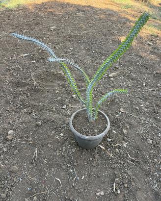 ALLUAUDIA PROCERA (4 RAMIFICAZIONI)