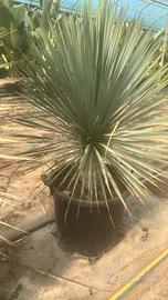 Yucca Rostrata Blue 