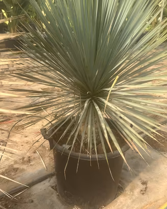 Yucca Rostrata Blue 
