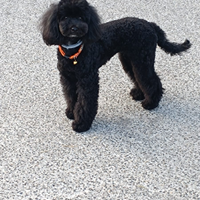 Cuccioli di Barboncino