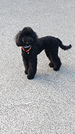 Cuccioli di Barboncino