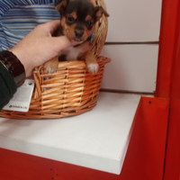 Pinscher Toy maschio
