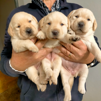 Cuccioli di labrador retriever