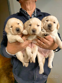 Cuccioli di labrador retriever