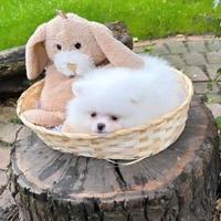 Cuccioli spitz pomerania bianchi femmine
