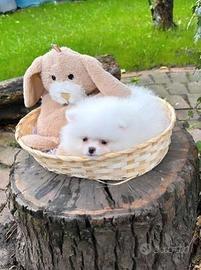 Cuccioli spitz pomerania bianchi femmine