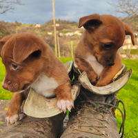 Cagnolini meticci piccolissima taglia