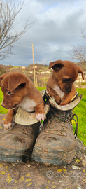 Cagnolini meticci piccolissima taglia