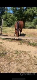 Cavallo