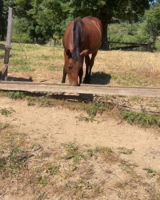 Cavallo