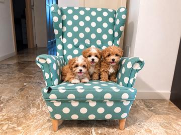 Maltipoo Mini Toy Bicolor Disponibili Subito