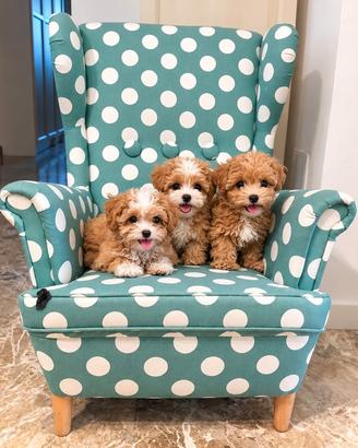 Maltipoo Mini Toy Bicolor Disponibili Subito