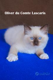 OLIVER, stupendo gatti no razza ragdoll