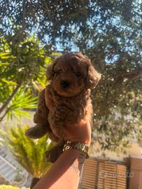 Piccoli Barboncini