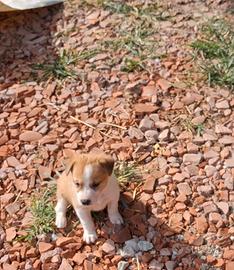 Meravigliosi cuccioli 4 femmine e 2 maschietti
