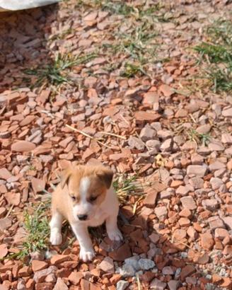 Meravigliosi cuccioli 4 femmine e 2 maschietti