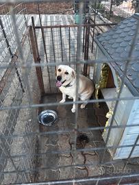 Labrador